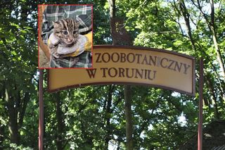 Piękne i niezwykle rzadkie kociaki urodziły się w toruńskim zoo. Fenomen na skalę światową