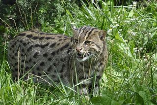 Niezwykle rzadki gatunek przyszedł na świat w ZOO w Toruniu! To przepiękne taraje
